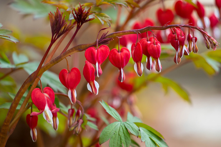 bleeding heart