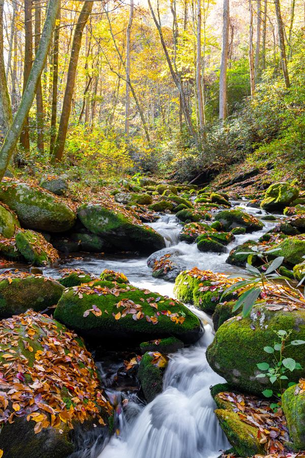 roaring fork river