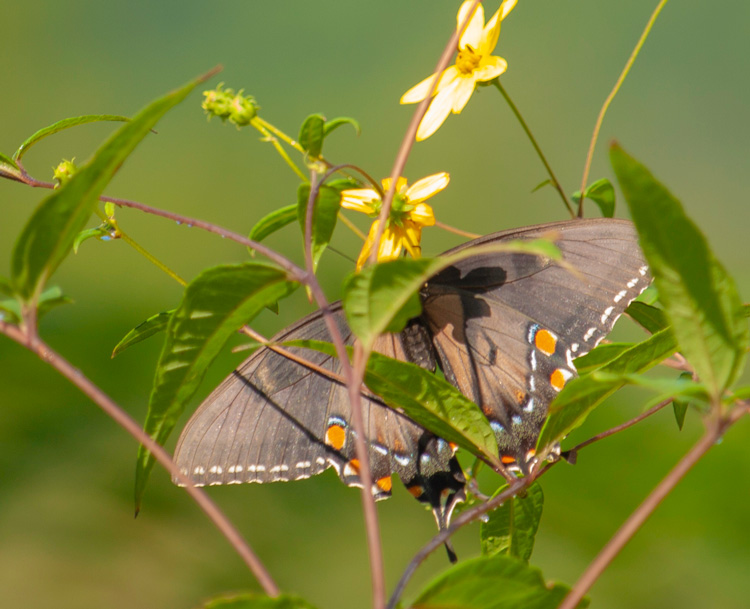 butterflies